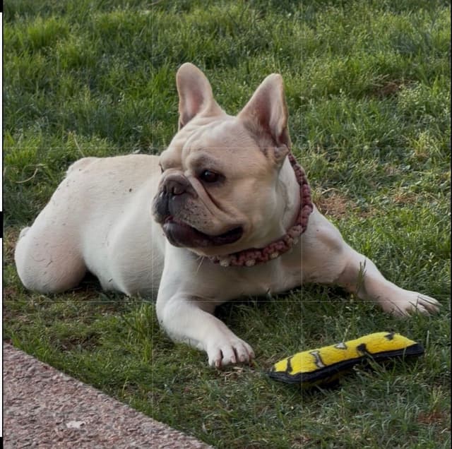 French Bulldog Puppies media 12