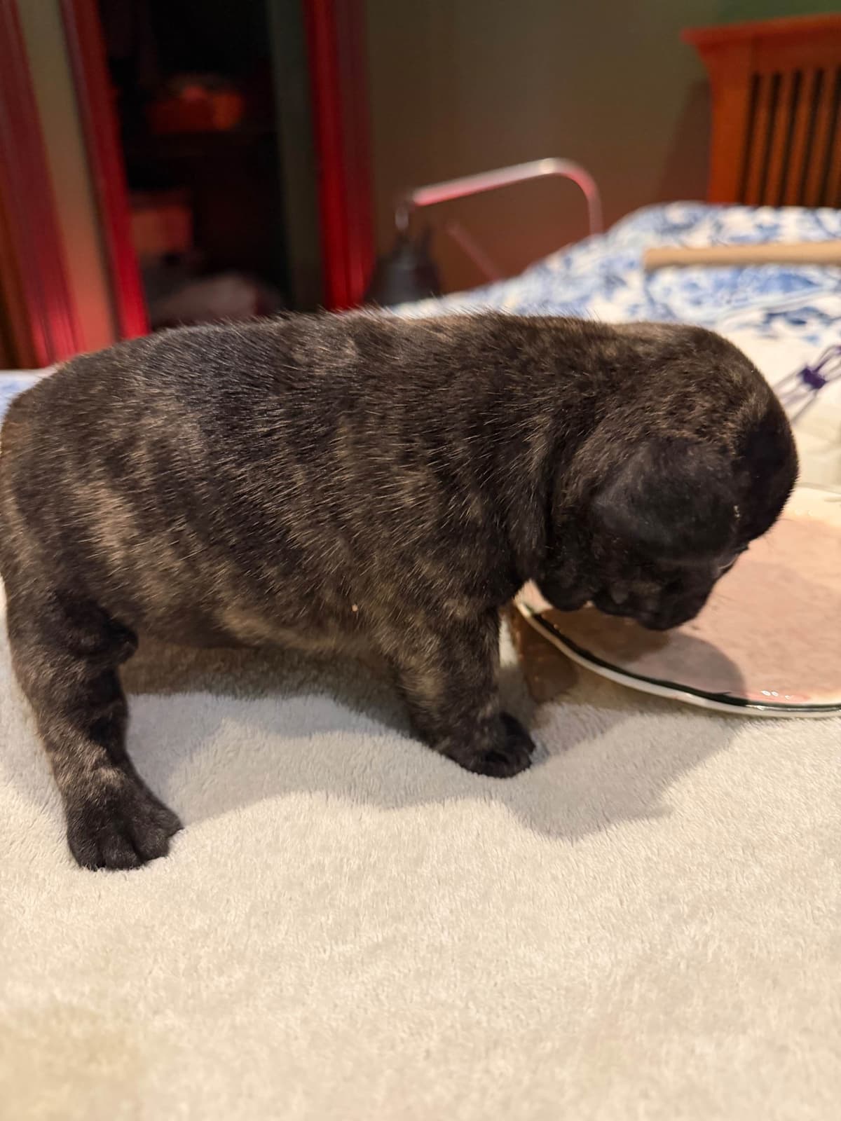 French Bulldog Puppies breeder image 6