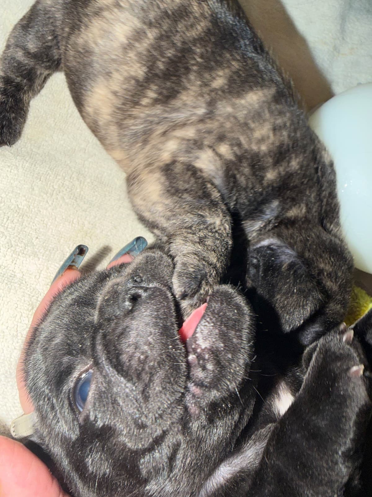 French Bulldog Puppies breeder image 7