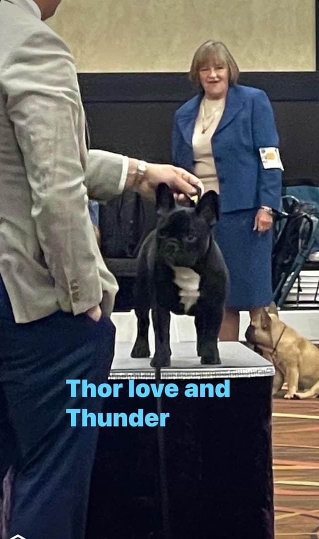 French Bulldog Puppies media 11