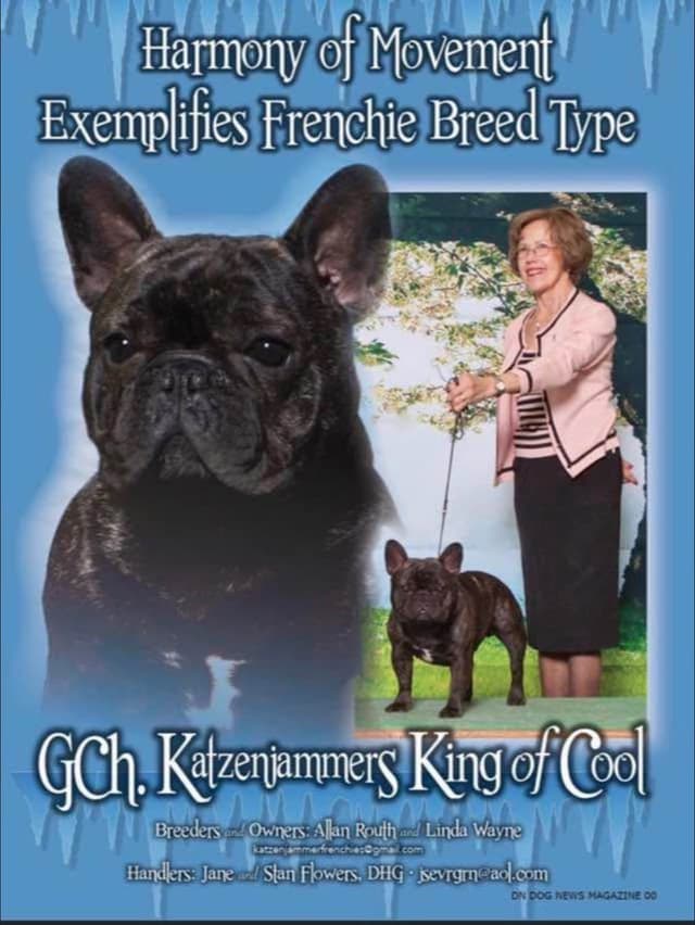 French Bulldog Puppies media 15