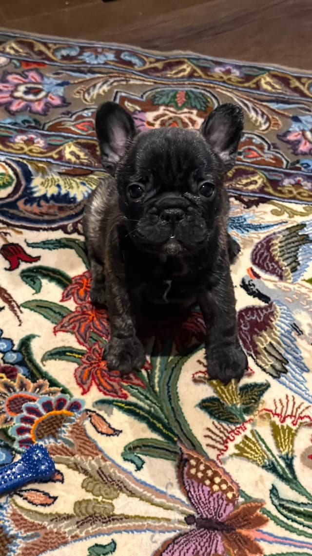 French Bulldog Puppies media 15