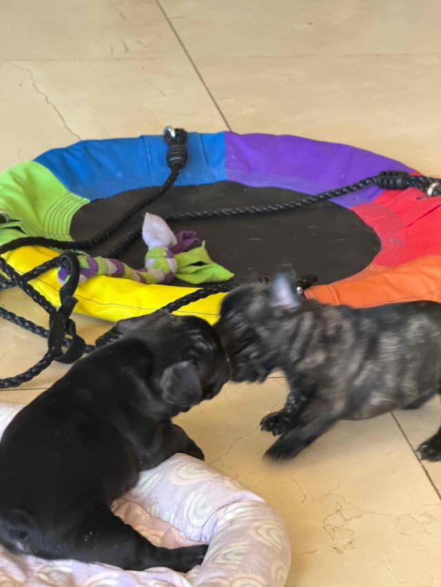 French Bulldog Puppies media 10