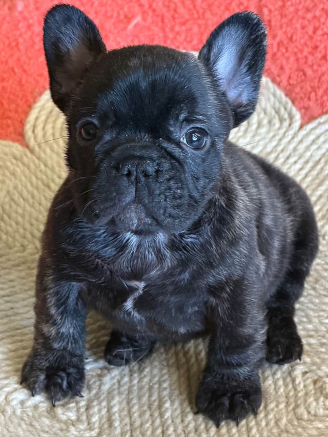 French Bulldog Puppies media 18