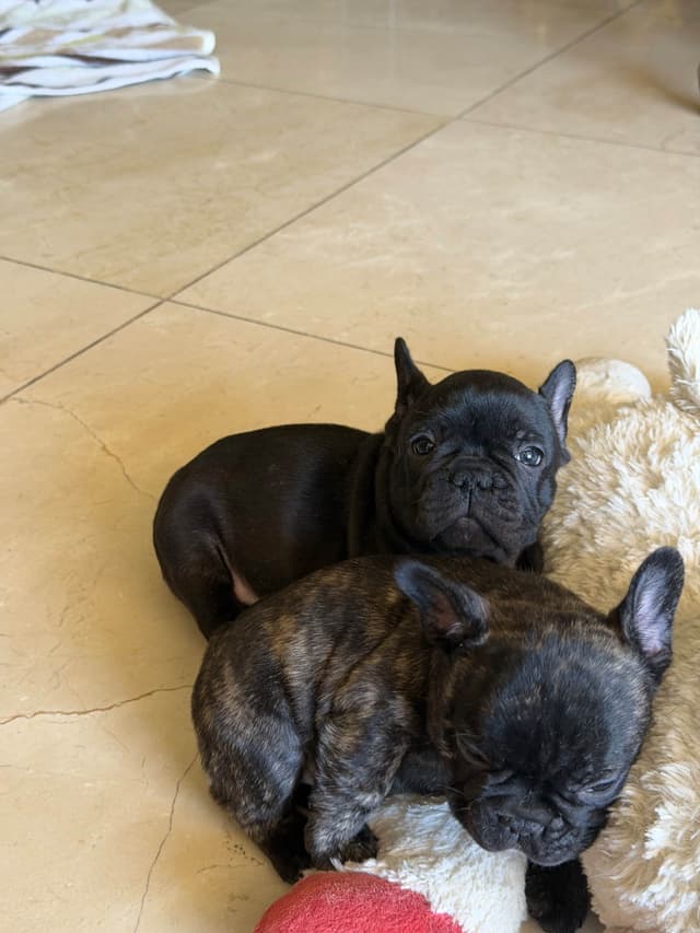French Bulldog Puppies media 6
