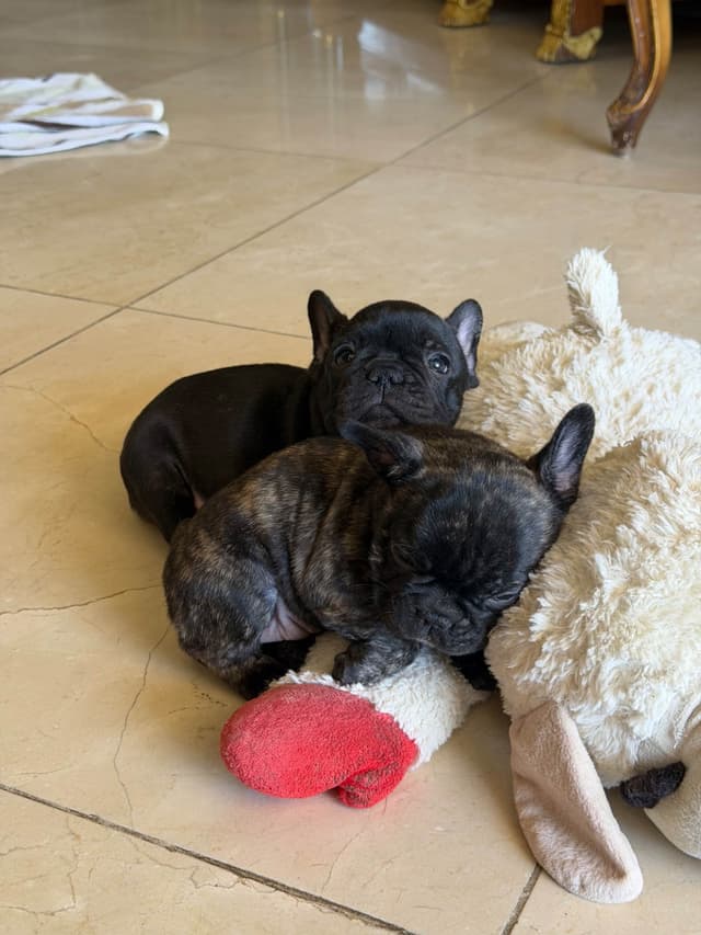 French Bulldog Puppies media 19