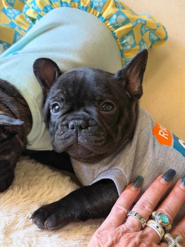 French Bulldog Puppies media 5