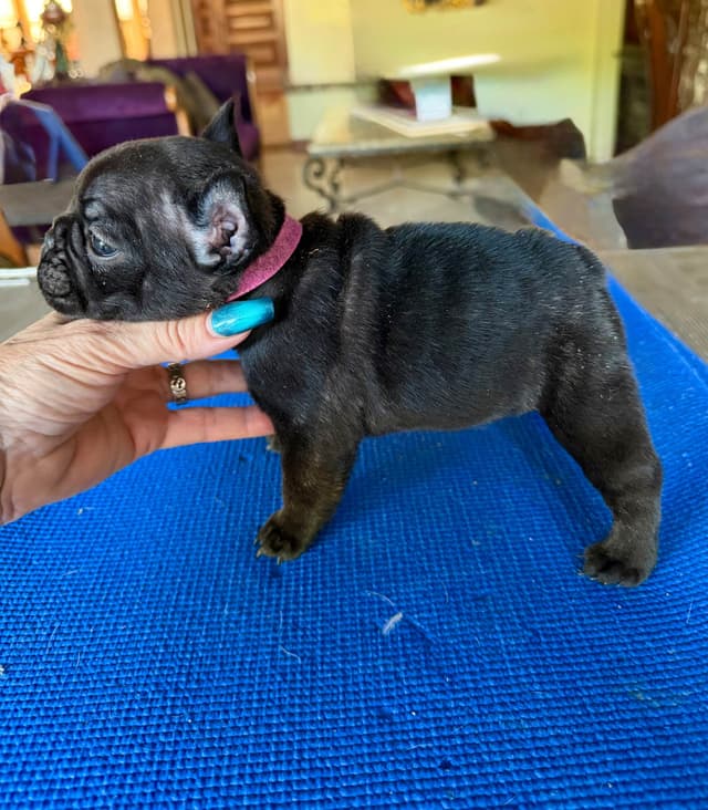 French Bulldog Puppies media 9