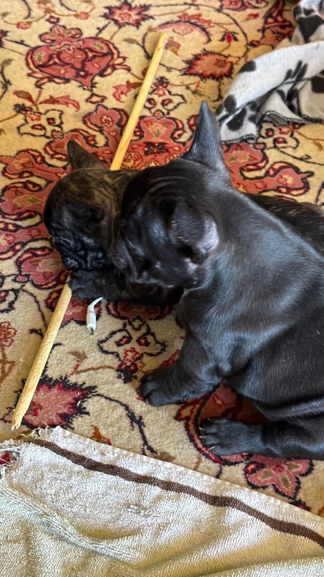 French Bulldog Puppies media 21