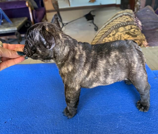 French Bulldog Puppies media 22