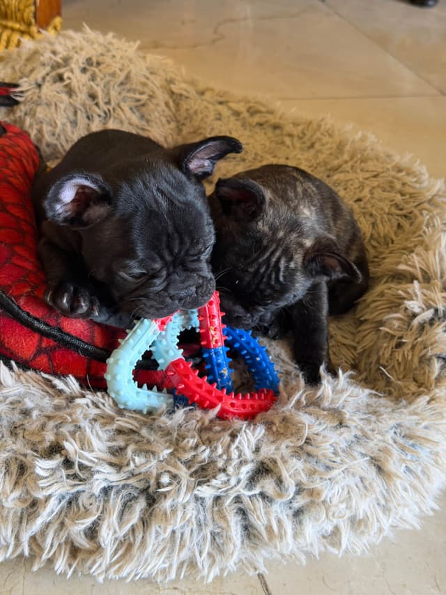 French Bulldog Puppies media 14