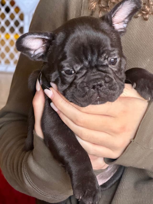 French Bulldog Puppies media 23