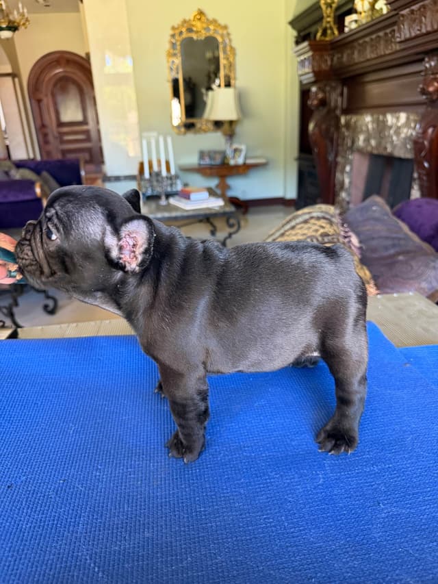 French Bulldog Puppies media 24