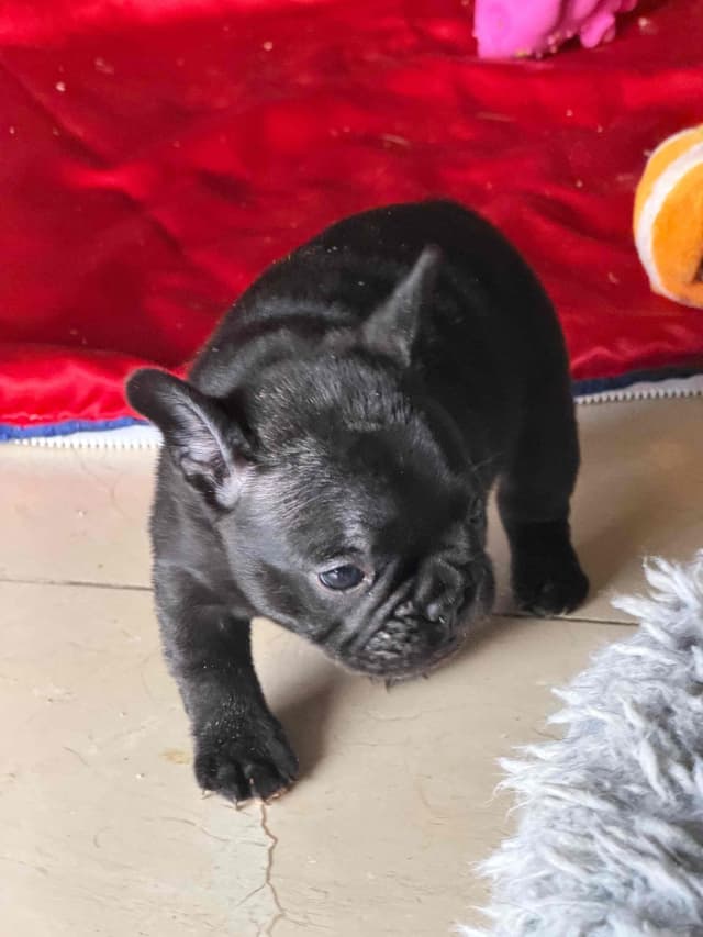 French Bulldog Puppies media 8