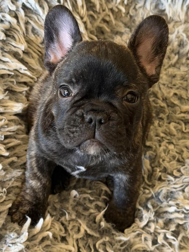 French Bulldog Puppies media 25