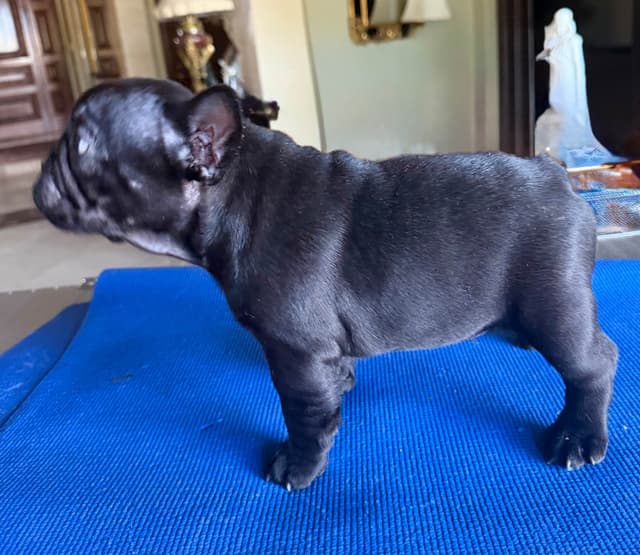 French Bulldog Puppies media 4