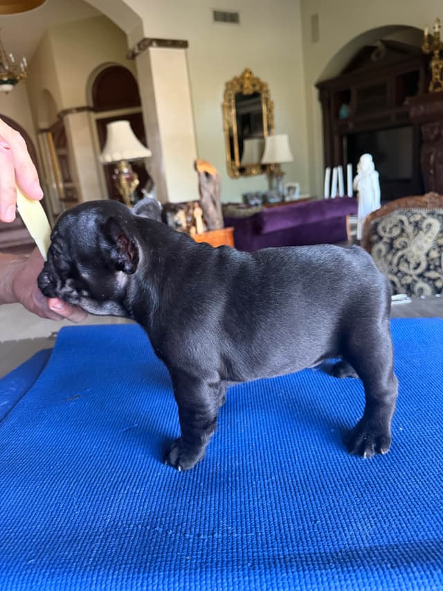 French Bulldog Puppies media 26