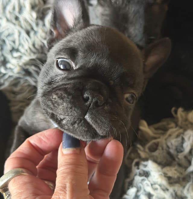 French Bulldog Puppies media 6