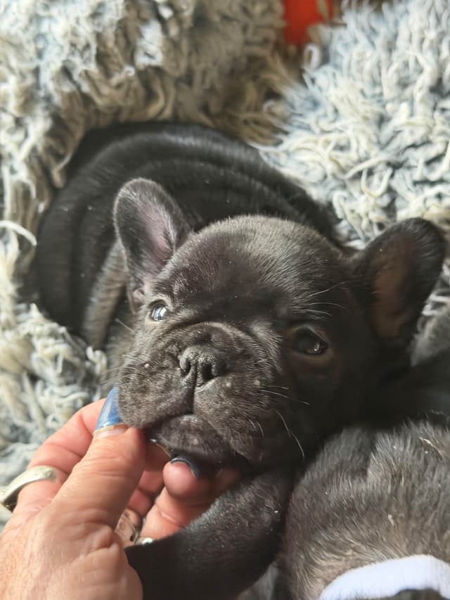 French Bulldog Puppies media 7