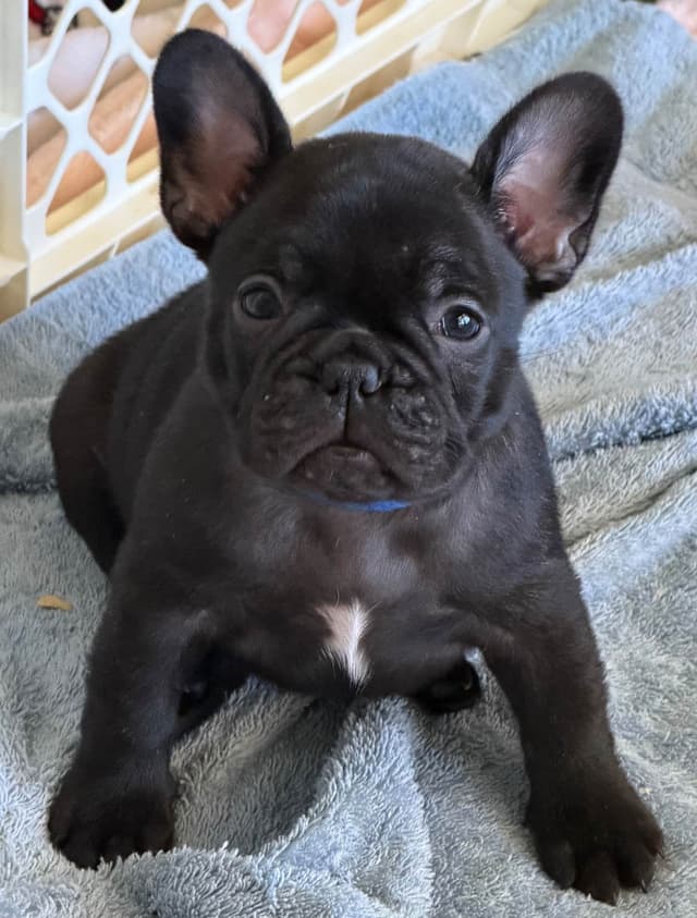French Bulldog Puppies media 4