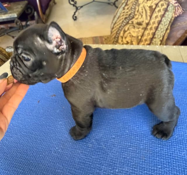 French Bulldog Puppies media 5