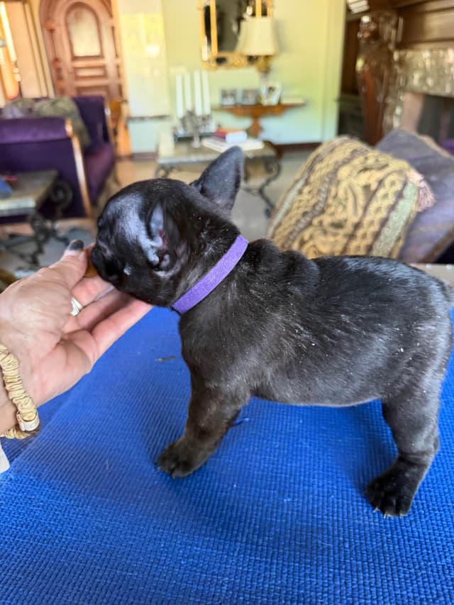 French Bulldog Puppies media 16