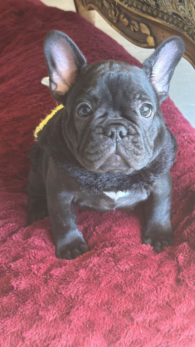French Bulldog Puppies media 3