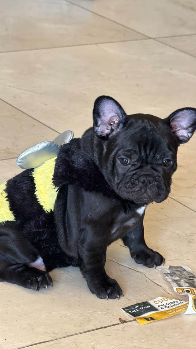 French Bulldog Puppies media 2