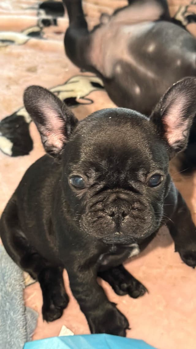 French Bulldog Puppies media 18
