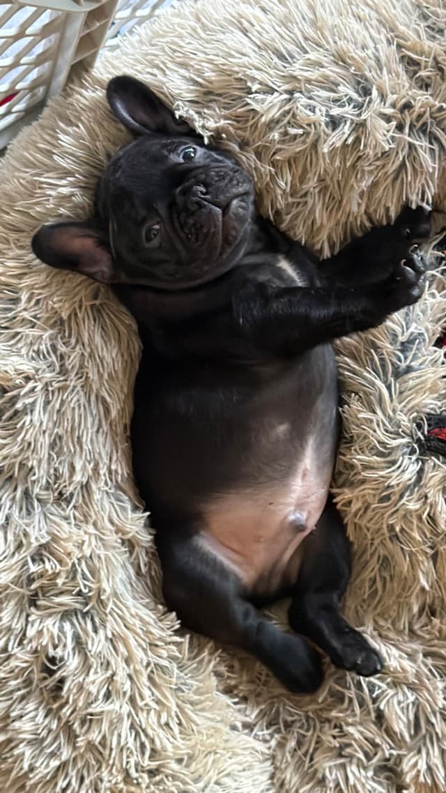French Bulldog Puppies media 3