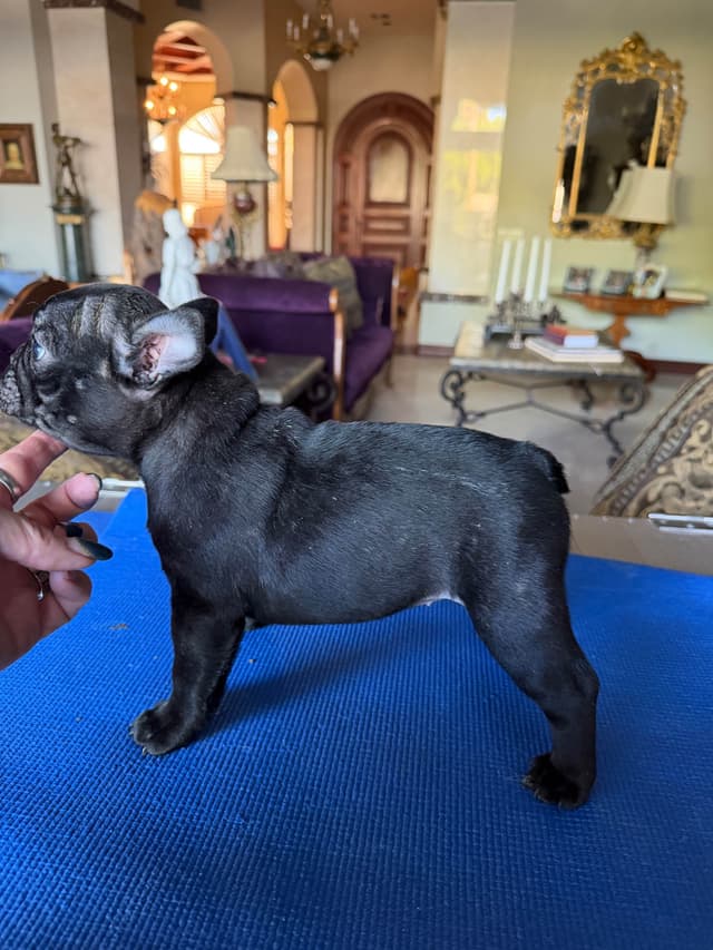 French Bulldog Puppies media 2