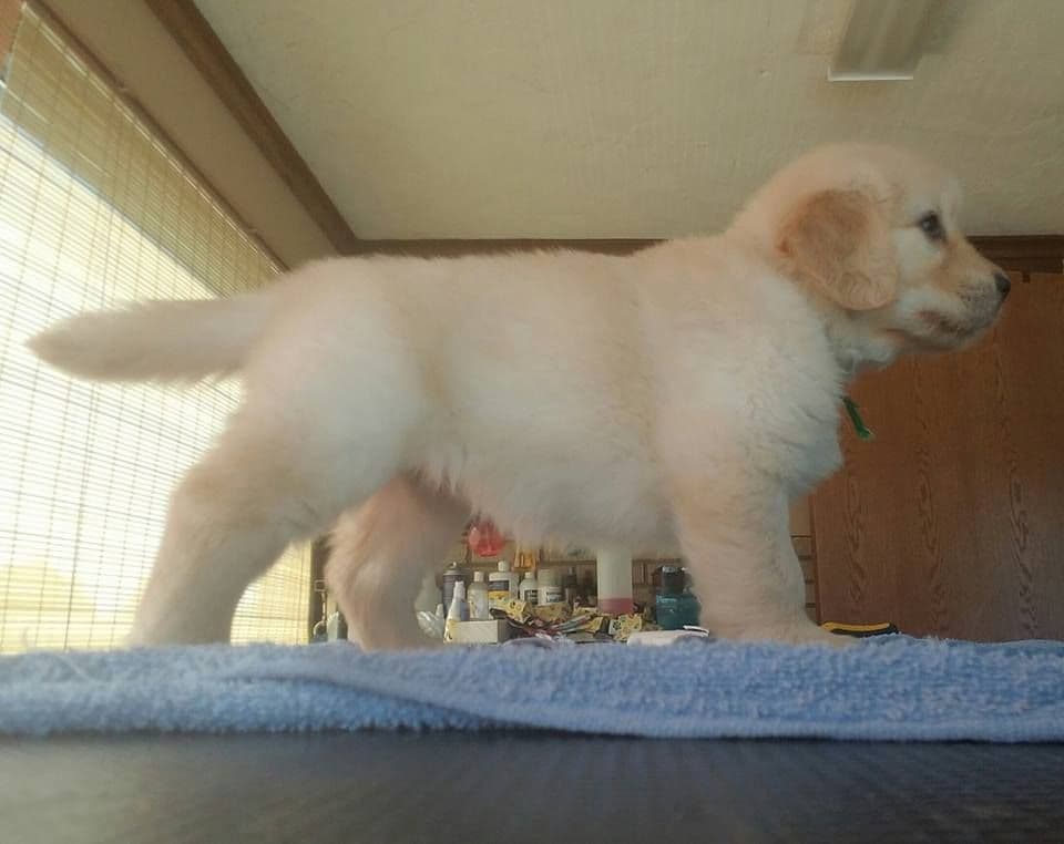 Golden Retriever Puppies breeder image 2