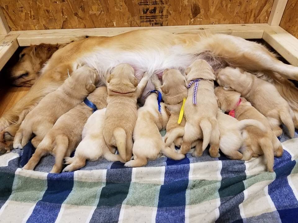 Golden Retriever Puppies breeder image 1