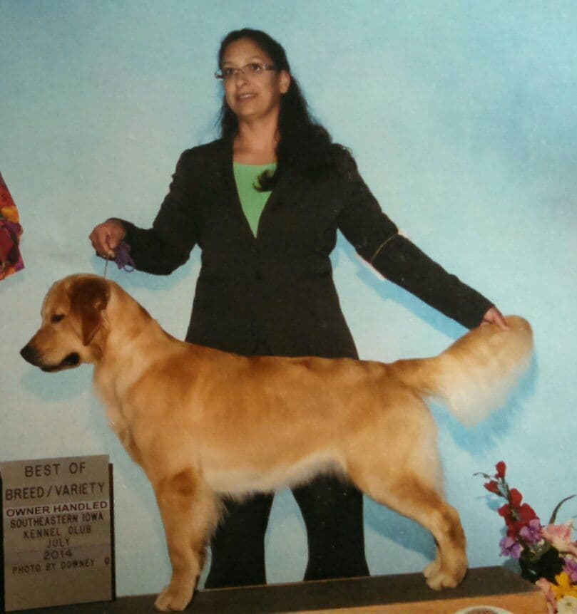 Golden Retriever Puppies breeder image 5