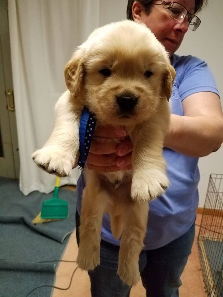 Golden Retriever Puppies breeder image 4