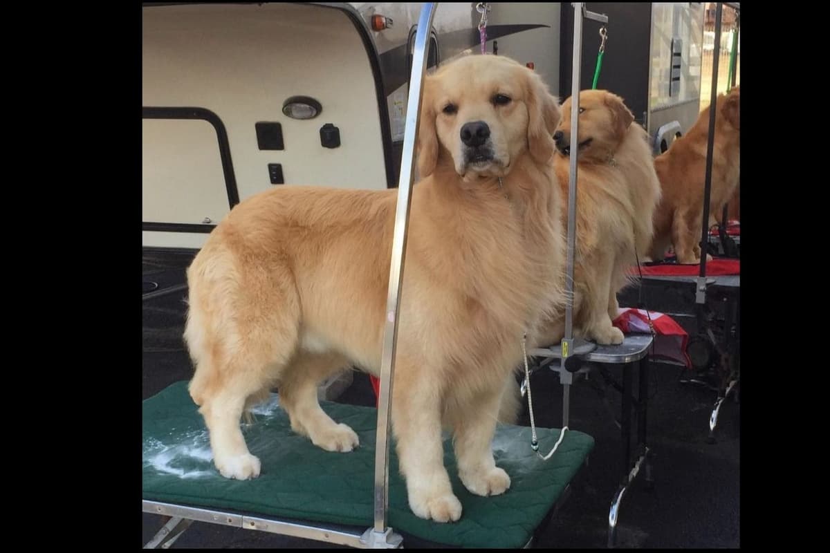 Golden Retriever Puppies breeder image 6