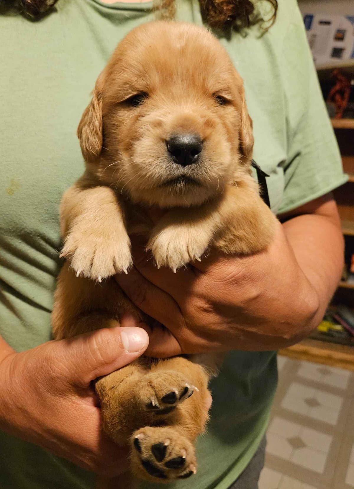 Golden Retriever Puppies breeder image 9