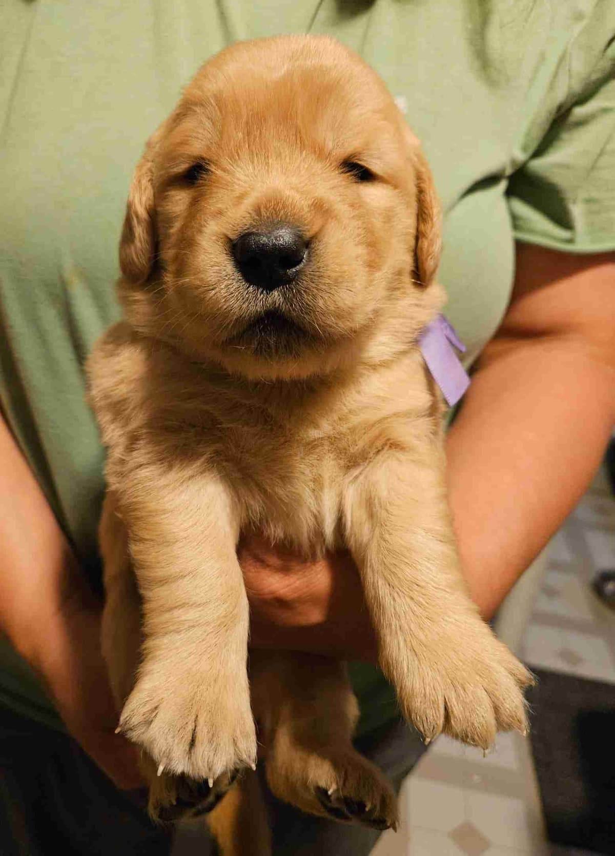 Golden Retriever Puppies breeder image 8