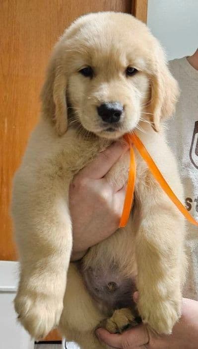Golden Retriever Puppies breeder image 10