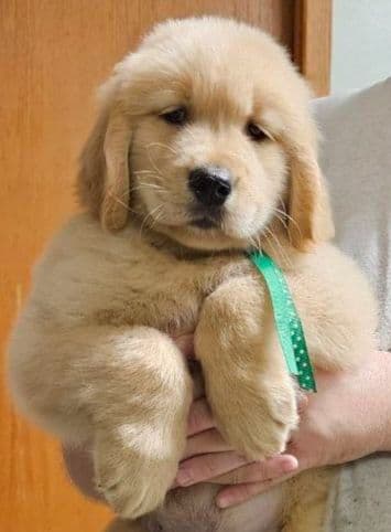 Golden Retriever Puppies breeder image 11