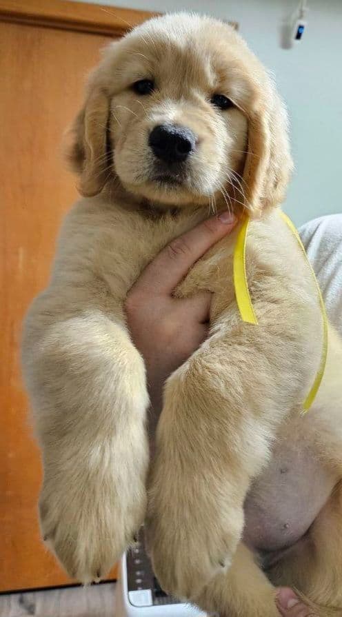 Golden Retriever Puppies breeder image 13