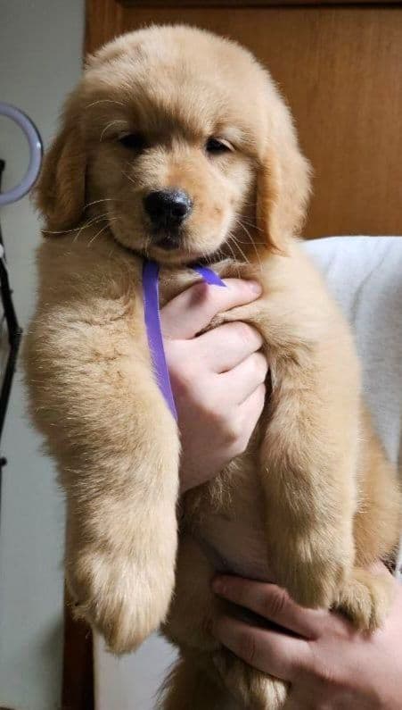 Golden Retriever Puppies breeder image 12
