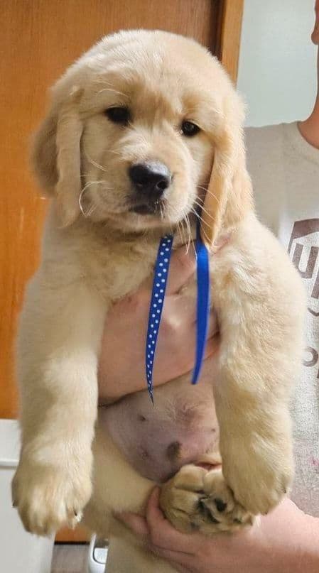 Golden Retriever Puppies breeder image 14