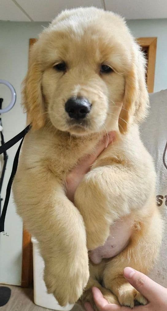 Golden Retriever Puppies breeder image 15