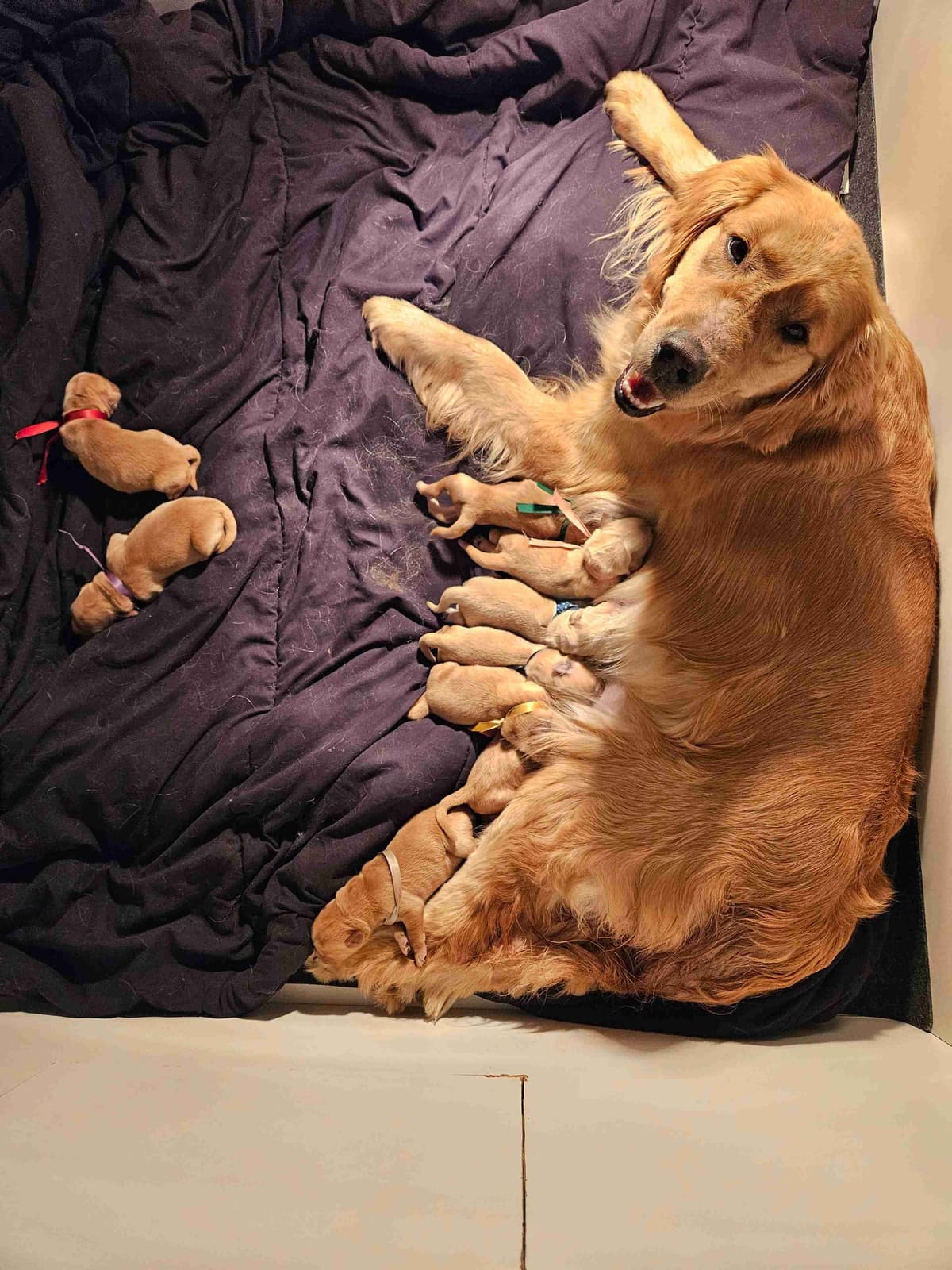 Golden Retriever Puppies breeder image 16