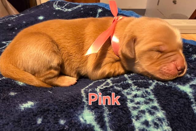 Golden Retriever Puppies media 2