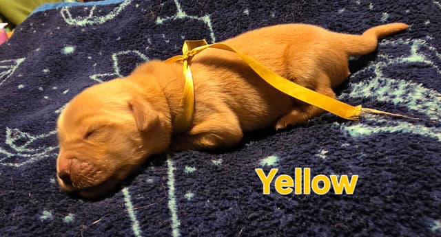 Golden Retriever Puppies media 3