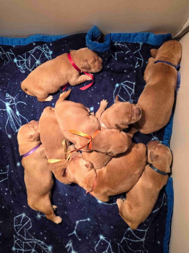 Golden Retriever Puppies media 5