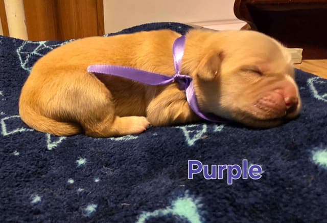 Golden Retriever Puppies media 4