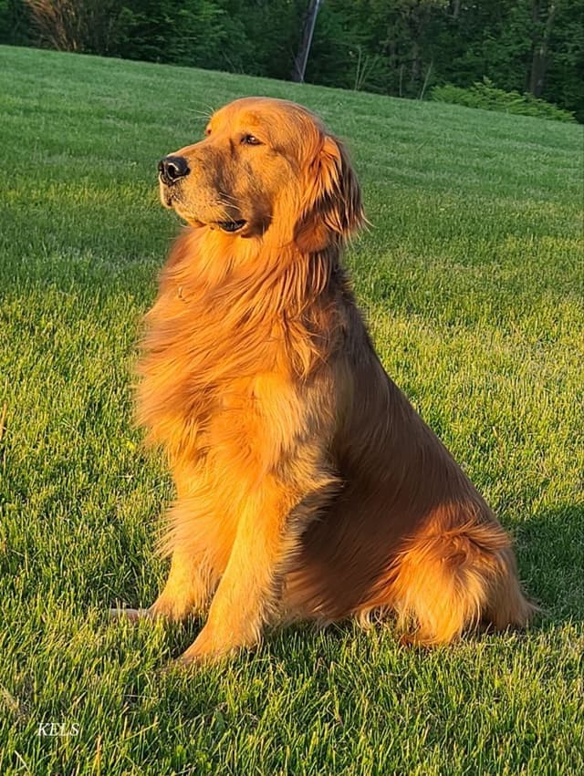 Golden Retriever Puppies media 6